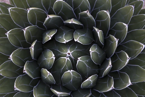 Agave  | Agave |   – provided by Marion Photography Inc.