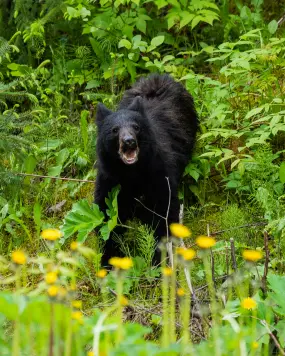 Bär in Juneau  | Bär in Juneau |   – provided by Travel Alaska