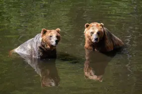 Fortress Of The Bear Sitka  | Fortress Of The Bear Sitka |   – provided by Travel Alaska