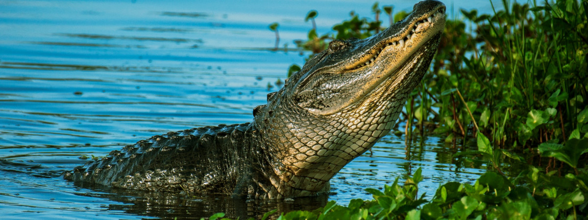 Alligator in Florida