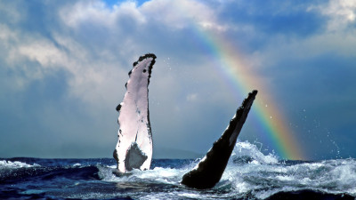 Hero Display Image  – provided by Hawaiʻi Tourism Europe