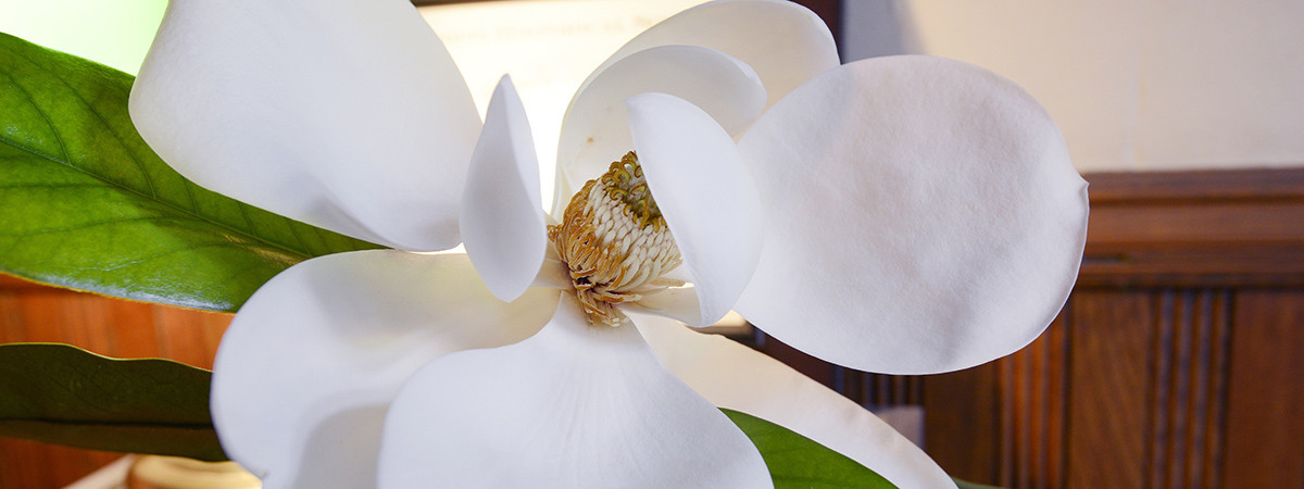 Eine Magnolie, Mississippis Staatsblume, im Old Courthouse Museum in Vicksburg.