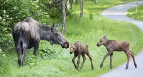 Hero Display Image   – Donna Dewhurst, Visit Anchorage