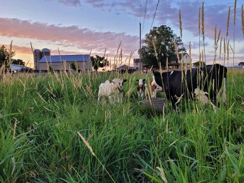 Hero Display Image   – provided by Verdant View Farm
