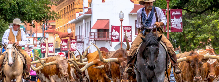 Fort Worth Cattle Drive  – provided by Travel Texas