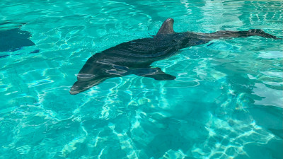 Hero Display Image  – © 2023 SeaWorld Parks & Entertainment, Inc. All Rights Reserved.