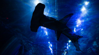 Hero Display Image  – © 2023 SeaWorld Parks & Entertainment, Inc. All Rights Reserved.