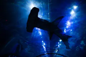 Hero Display Image   – © 2023 SeaWorld Parks & Entertainment, Inc. All Rights Reserved.