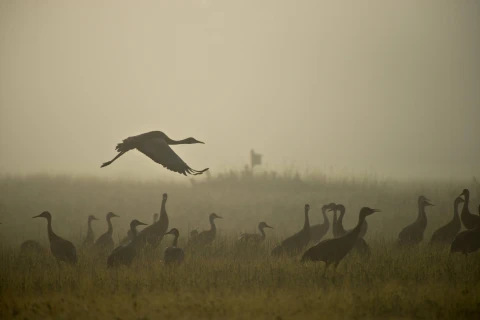 Sandhill cranes gather in the morning fog at Creamer's Field Migratory Waterfowl Refuge.  | Sandhill cranes gather in the morning fog at Creamer's Field Migratory Waterfowl Refuge. |   – Sherman Hogue / Explore Fairbanks Alaska
