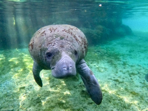 Hero Display Image   – provided by Discover Crystal River