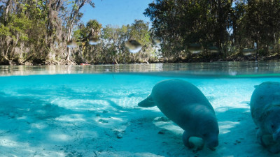 Hero Display Image  – provided by Discover Crystal River