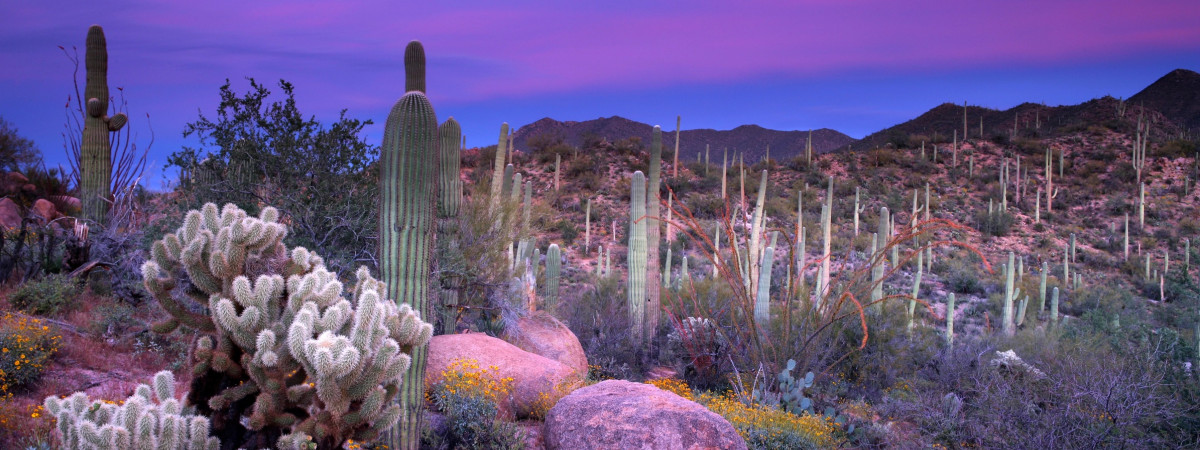 Saguaro National Park