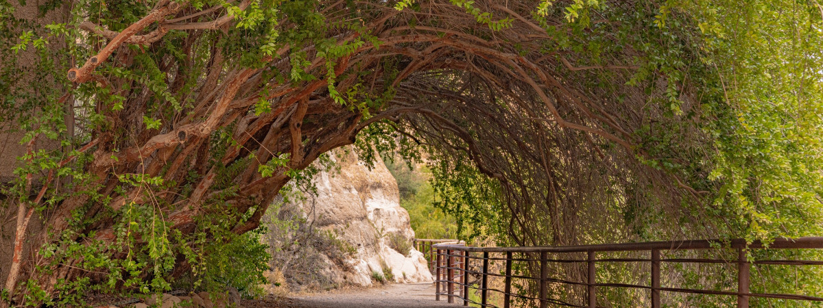 Superior - Boyce Thompson Arboretum - Catwalk