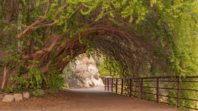 Superior - Boyce Thompson Arboretum - Catwalk  – Boyce Thompson Arboretum