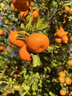 Hagen Farms, Queen Creek, Arizona  | Hagen Farms, Queen Creek, Arizona |   – Hagen Farms