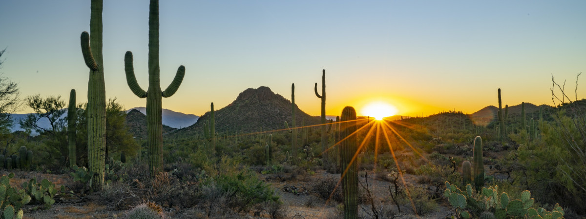 Saguaro National Park