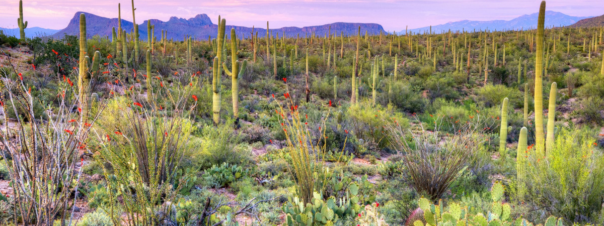 Saguaro National Park