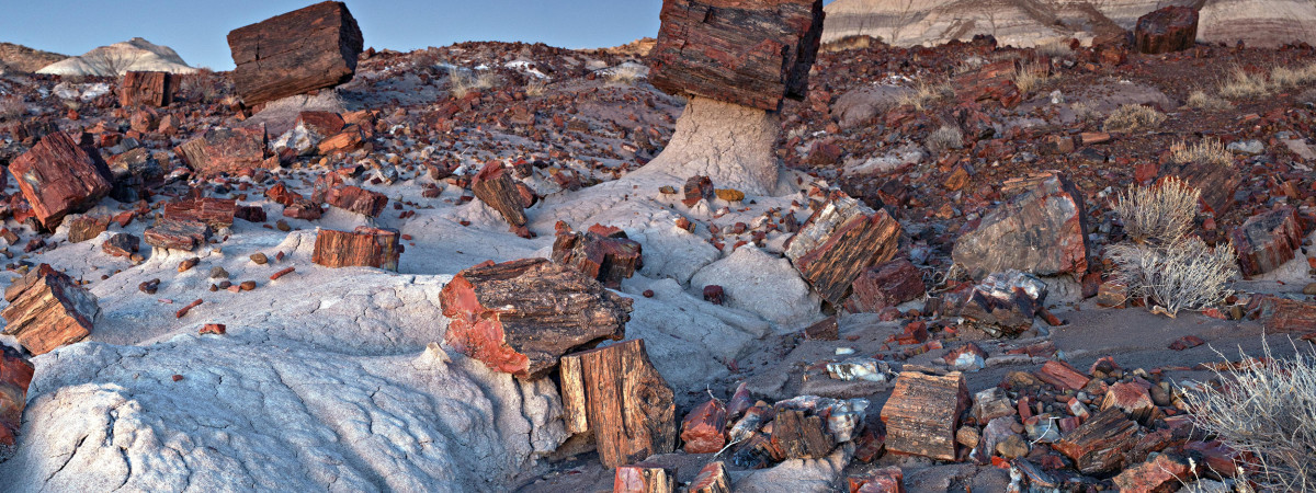 Petrified Forest National Park - Jasper Forest