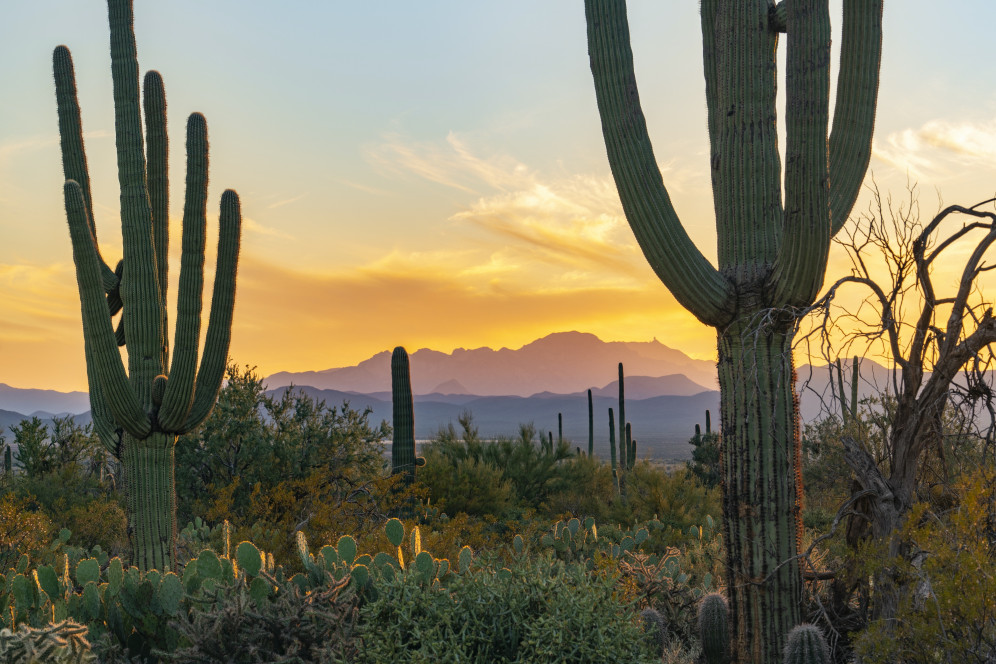 Saguaro National Park becomes world's ninth Urban Night Sky Place