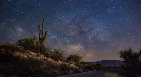 Saguaro auf dem Mt. Lemmon by Tucson, Arizona  | Saguaro auf dem Mt. Lemmon by Tucson, Arizona |   – photo credit Ray Cleveland