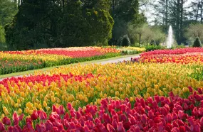 Tulpengärten in den Longwood Gardens  | Tulpengärten in den Longwood Gardens |   – provided by The Countryside of Philadelphia