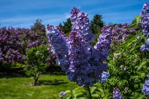 Flieder in Rochester  | Flieder in Rochester |   – © Darren McGee für NYSDED