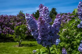 Flieder in Rochester  | Flieder in Rochester |   – © Darren McGee für NYSDED