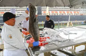 Hero Display Image   – provided by Holland America Line