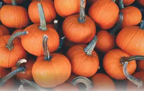 Hero Display Image   – provided by Punta Gorda/Englewood Beach Visitor & Convention Bureau