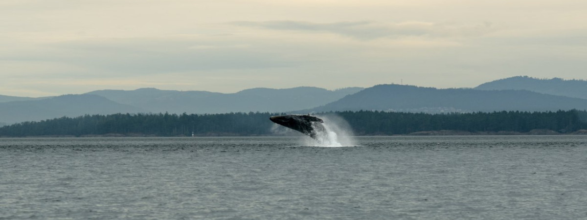 Auf dem Wasser in Washington State