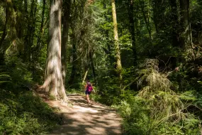 Wanderung im Forest Park  | Wanderung im Forest Park |   – provided by Justin Katigbak, Travel Portland