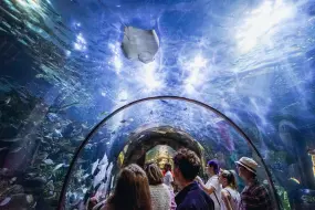 Audubon Aquarium  | Audubon Aquarium |   – Credit Paul Broussard