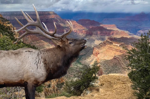 Elch am Grand Canyon  | Elch am Grand Canyon |   – provided by Town of Tusayan