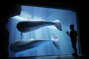 Hero Display Image   – provided by Illinois Office of Tourism