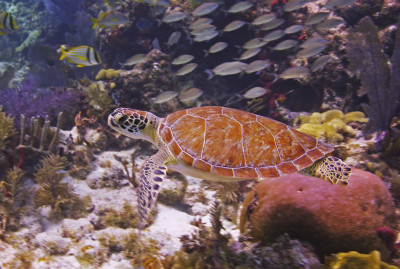 Unterwasserwelt im John Pennekamp Coral Reef State Park  | Unterwasserwelt im John Pennekamp Coral Reef State Park |   – provided by Frazier Nivens Florida Keys News Bureau