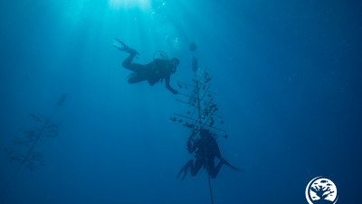Hero Display Image  – provided by Reef Renewal USA