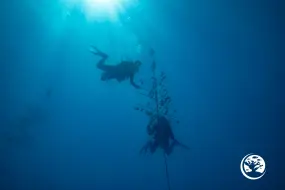 Hero Display Image   – provided by Reef Renewal USA