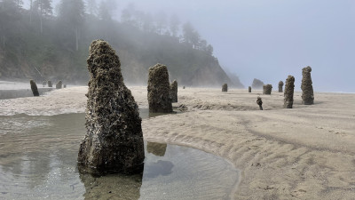 Der Neskowin Ghost Forest im US-Bundesstaat Oregon  – (c) Travel Oregon