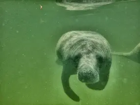 Hero Display Image   – provided by Bradenton Gulf Islands