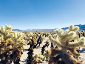 Hero Display Image   – provided by America Journal