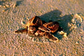 Hero Display Image   – provided by Fort Myers – Islands, Beaches and Neighborhoods