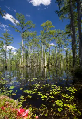 Cypress Gardens  | Cypress Gardens |   – provided by South Carolina Tourism