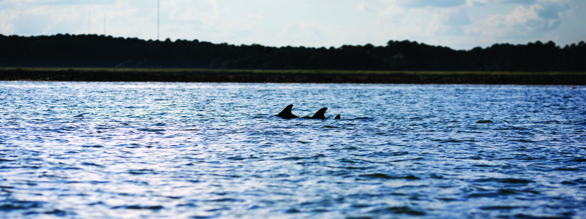 Delfine vor Hilton Head Island