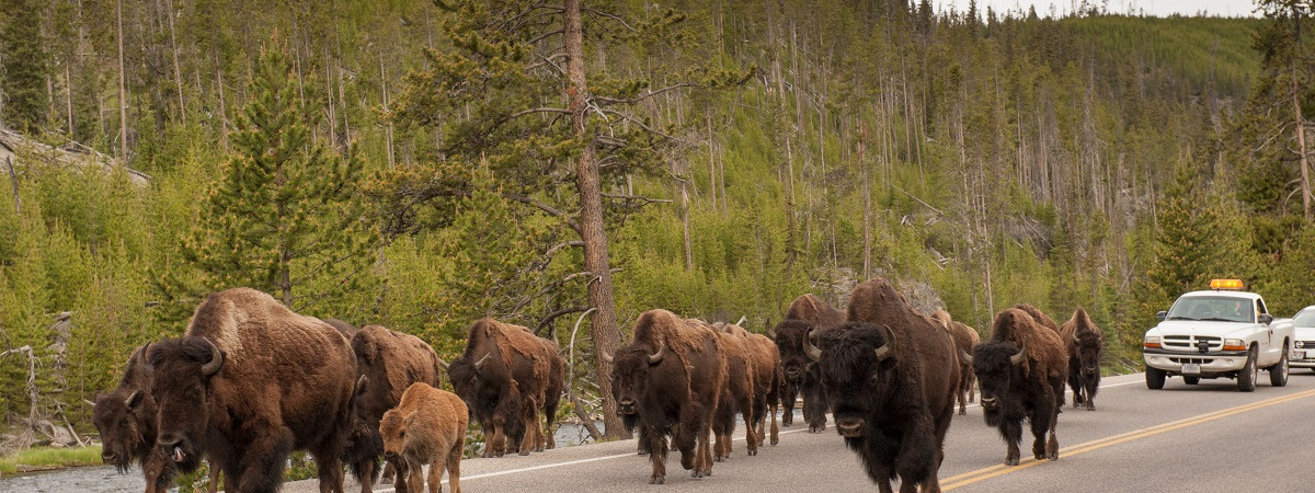 Bison at Yellowstone National Park