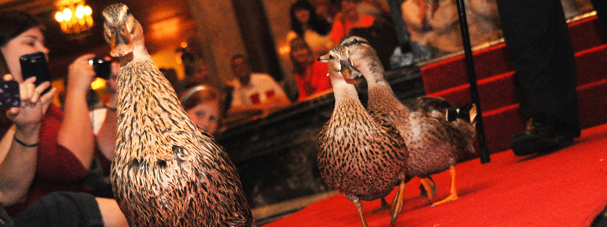 Der legendäre Entenmarsch in der Lobby des Peabody Hotel in Memphis