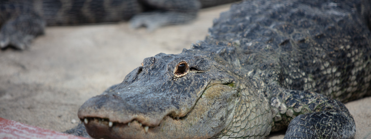 Everglades Alligator Farm