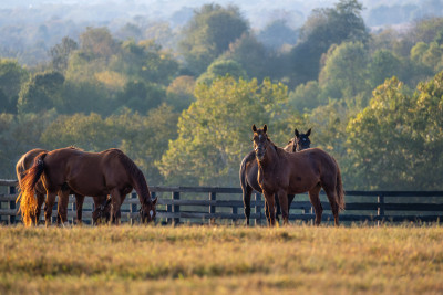 Hero Display Image   – provided by Kentucky Tourism