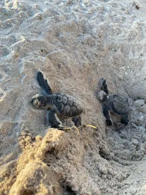 Hero Display Image   – provided by Florida's Space Coast