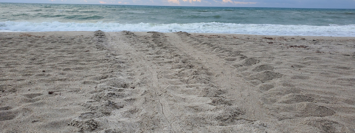 Meeresschildkröten an Floridas Space Coast