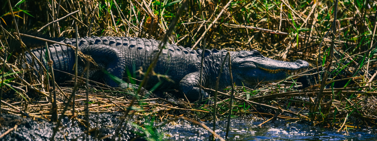 Wildnis-Entdeckungs-Touren an der Space Coast